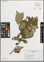 Foto von Salix L.